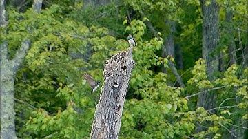 Tree Swallows Nesting