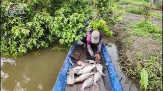 REJEKI IKAN BESAR DIKALA BANJIR BESAR LANJUT MAKAN BESAR AGAR BADAN MAKIN BESAR...