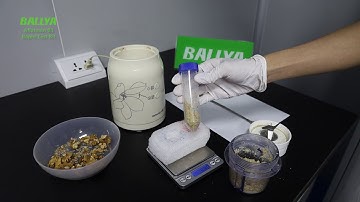 Aflatoxin B1 Rapid Test - Detection of Aflatoxin B1 in Walnut - BALLYA