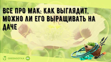 Все про мак: как выглядит, можно ли его выращивать на даче