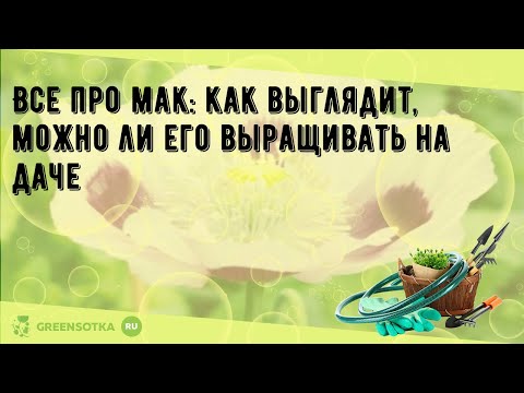 Видео: Уход за маком Исландия - Как вырастить арктический мак в саду