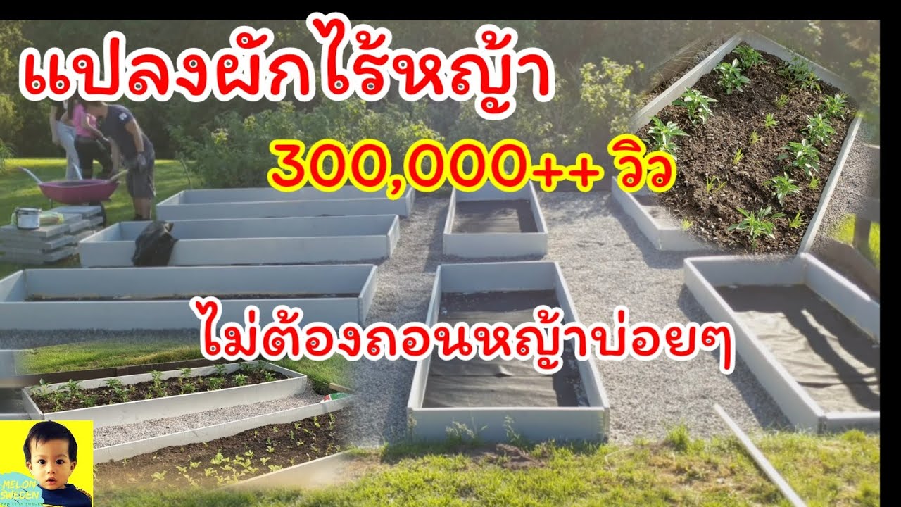 วิธีทำแปลงผักไร้หญ้า ไม่ต้องถอนหญ้าบ่อยๆอีกแล้ว! @สวีเดน diy  สวนผัก