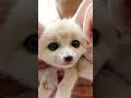 trying to get my channel out there #animals #fennecfox #cute #steak