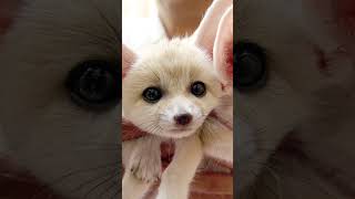 trying to get my channel out there #animals #fennecfox #cute #steak