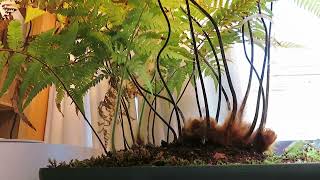 キンモコウ　2点おまとめ キンモウコウ君のあれから……｜🍀GreenSnap（グリーンスナップ）