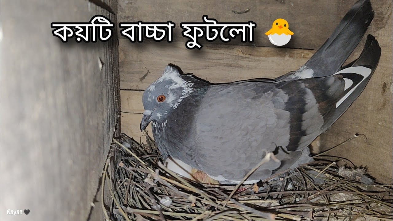 কয়টি বাচ্চা ফুটলো 🐣। 