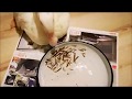 Duck eats 50 baby fishes in 1 minute!