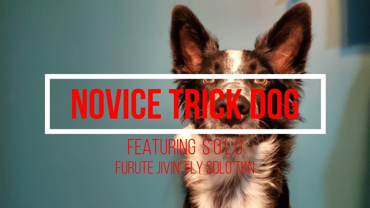 solo-akc-novice-trick-title-youtube