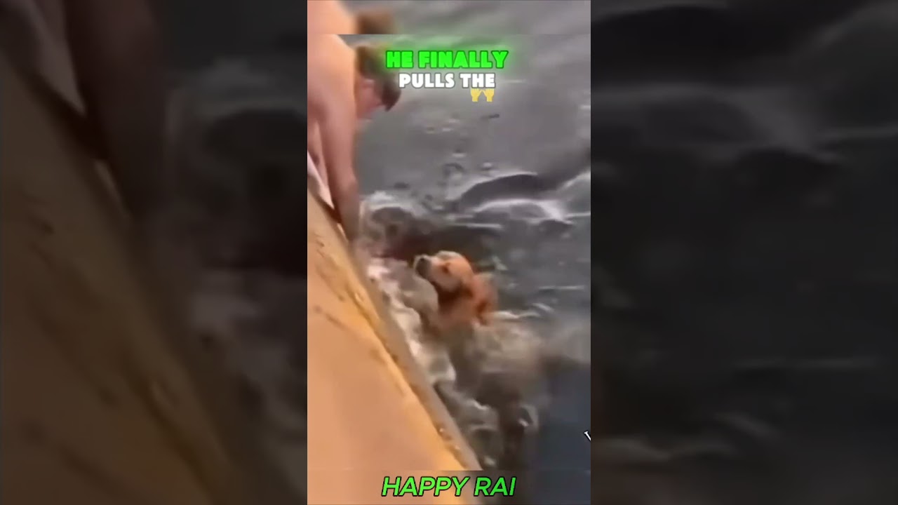 Brave Man Saves Dog from Ocean❤️