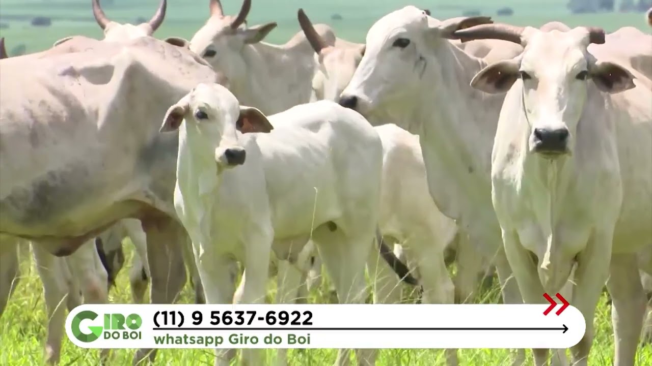NEMATÓIDES E CARRAPATOS AMEAÇAM DESEMPENHO DE VACAS PARIDAS E BEZERROS; O QUE FAZER?