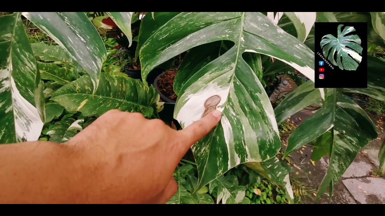 แนะนำต้นไม้ EP29 : อิพิด่างขาว หรือ 