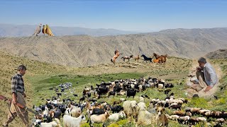 🔥 Iranian nomadic life | 🐑 Herding sheep in the wild Zagros Mountains 🏔️