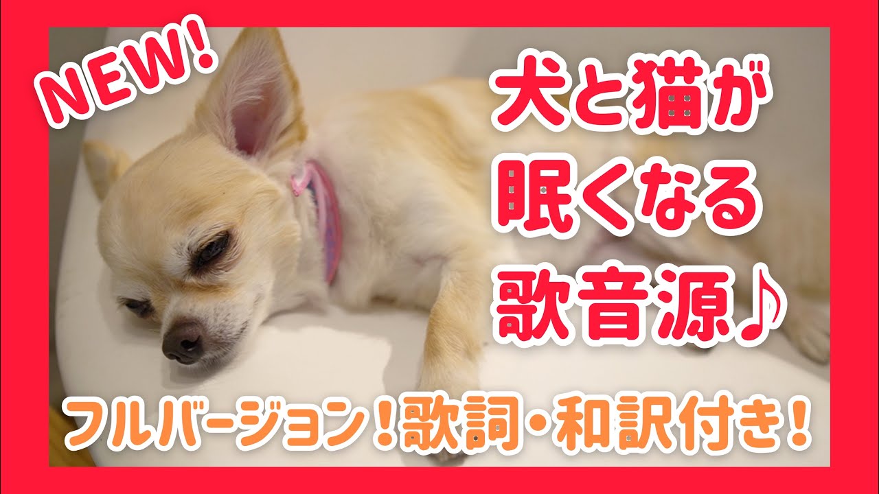話題 犬猫が眠くなる歌の音源 フルバージョン 気になる歌詞 和訳は 犬が寝る音楽 犬を静かにさせる音 Sleepy Song Tonight You Belong To Me Youtube