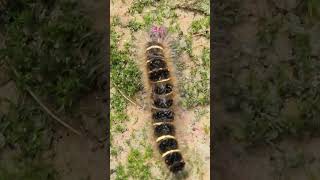 Beautiful but harmful insect on ground at nature. #shorts #viral #insects #harmful #nature #ground