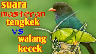 suara tengkek gacor vs walang kecek buat masteran lovebird juara dilapangan