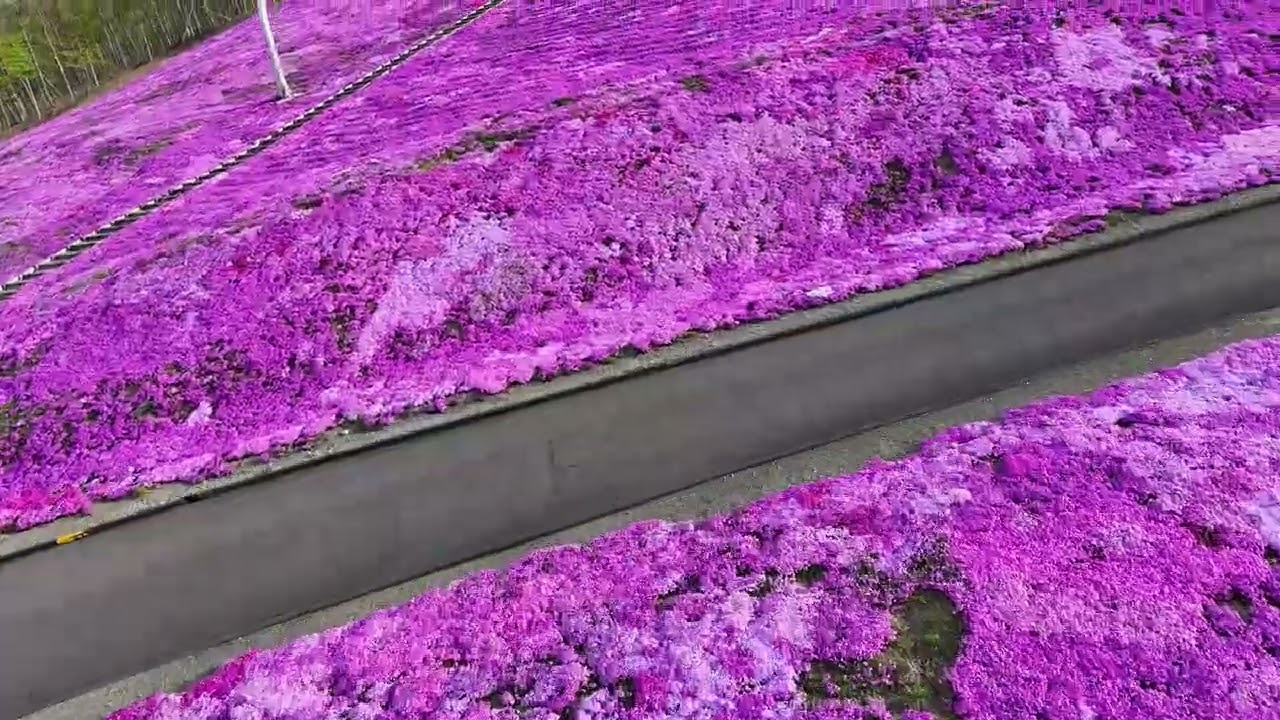 5月15日】ドローン映像で見る芝ざくら滝上公園｜北海道滝上町