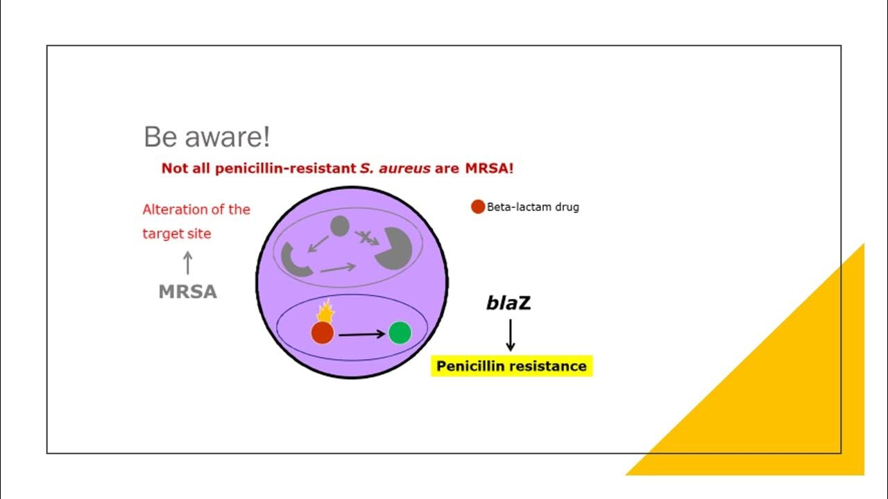 MULTIDRUG RESISTANT ORGANISMS 1 YouTube