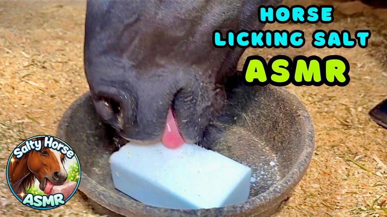 Horse Licking And Biting A Salt Lick Stone ASMR | Oddly Satisfying Sounds