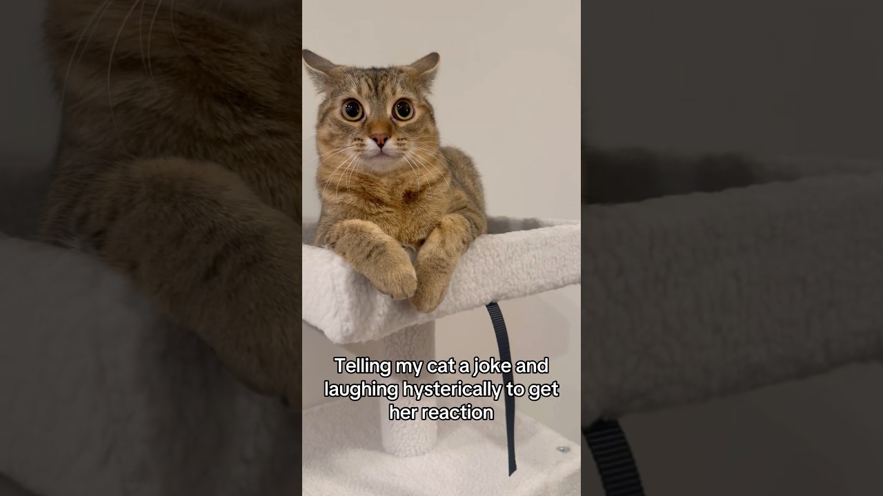 Рассказываю свою кошку в шутку 🤣🤣 