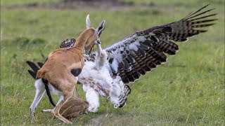 It Hunts Lions, Snakes & Lizards – The Truth About Africa’s WAR EAGLE!