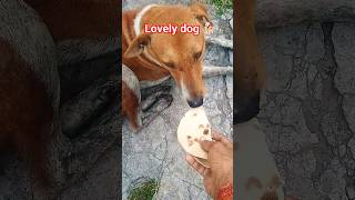 #lovely dog #shortfeed #shortsvideo #bezubaanlove #help