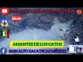 Gato exotico de ojos azules, los gatos son los mejores....😼😼😼