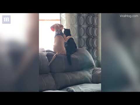 Adorable beagle puppy birdwatches with his feline friend