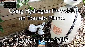 For New Gardeners - How & Why to Use Hydrogen Peroxide on Tomato Plants: Recipes & Spraying Routines
