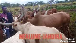 LIMBU MDOGO A.K.A.LUFASHOMI tazama ng'ombe zake LiVE