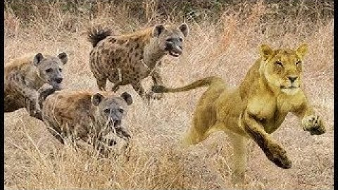 Sư tử bị linh cẩu cướp con mồi và đuổi đánh