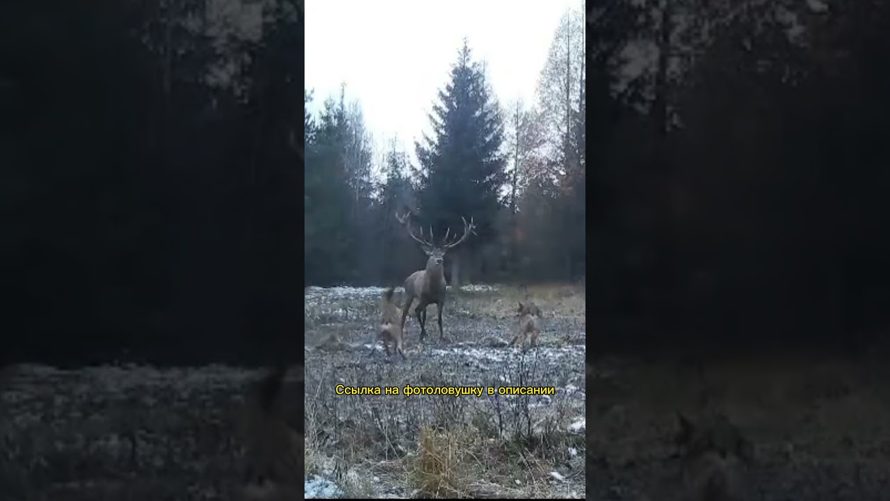 3 волка нападают на оленя. Фотоловушка seelock378 #shorts #охота #волк #трофей #тепловизор #hunting