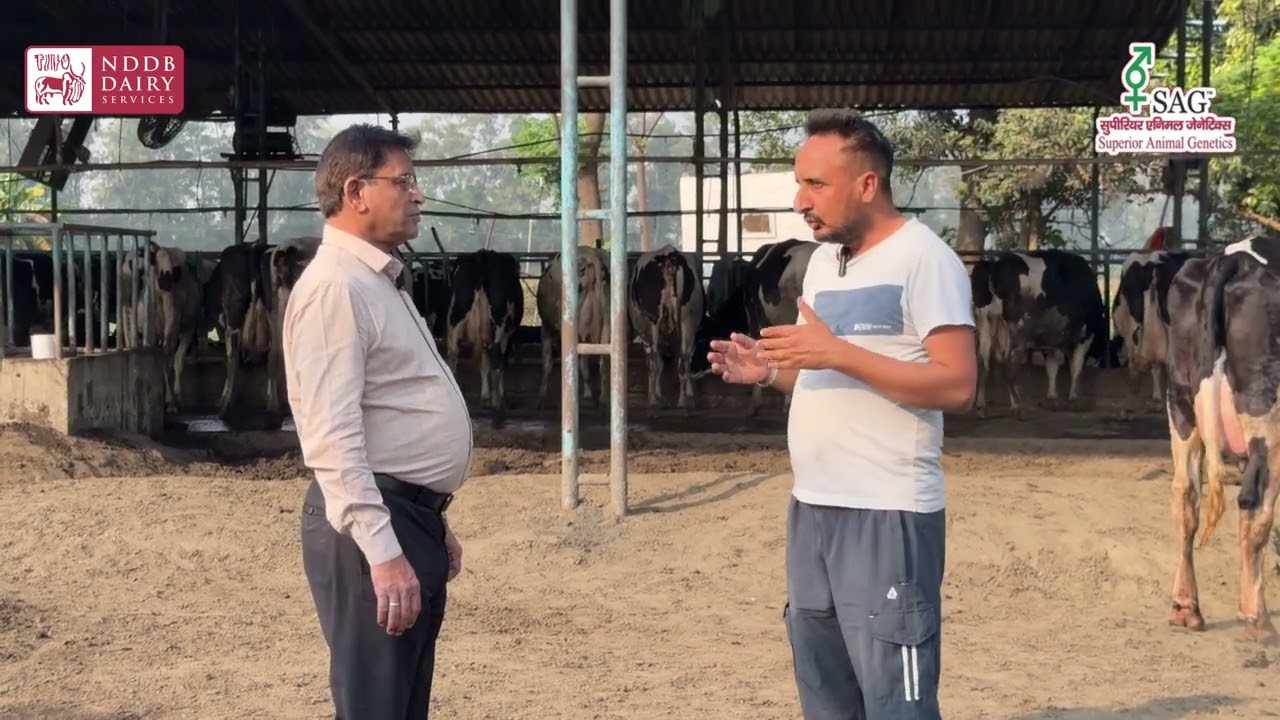 Farmer Barinder Singh, Patiala shares his experience using SAG Frozen Semen Doses.