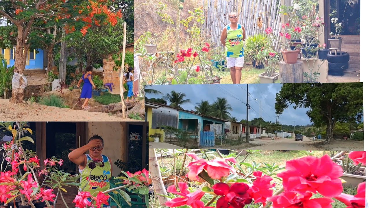 Ela cultiva várias rosa do deserto no seu jardim passeio pelo engenho tabaiana em  maragogi