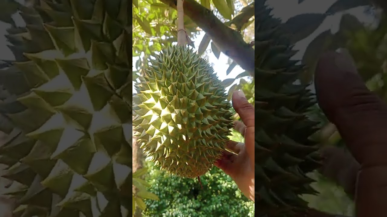 20 กุมภาพันธ์ ค.ศ. 2026