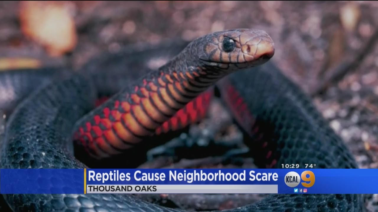 Reptile Raid YouTube