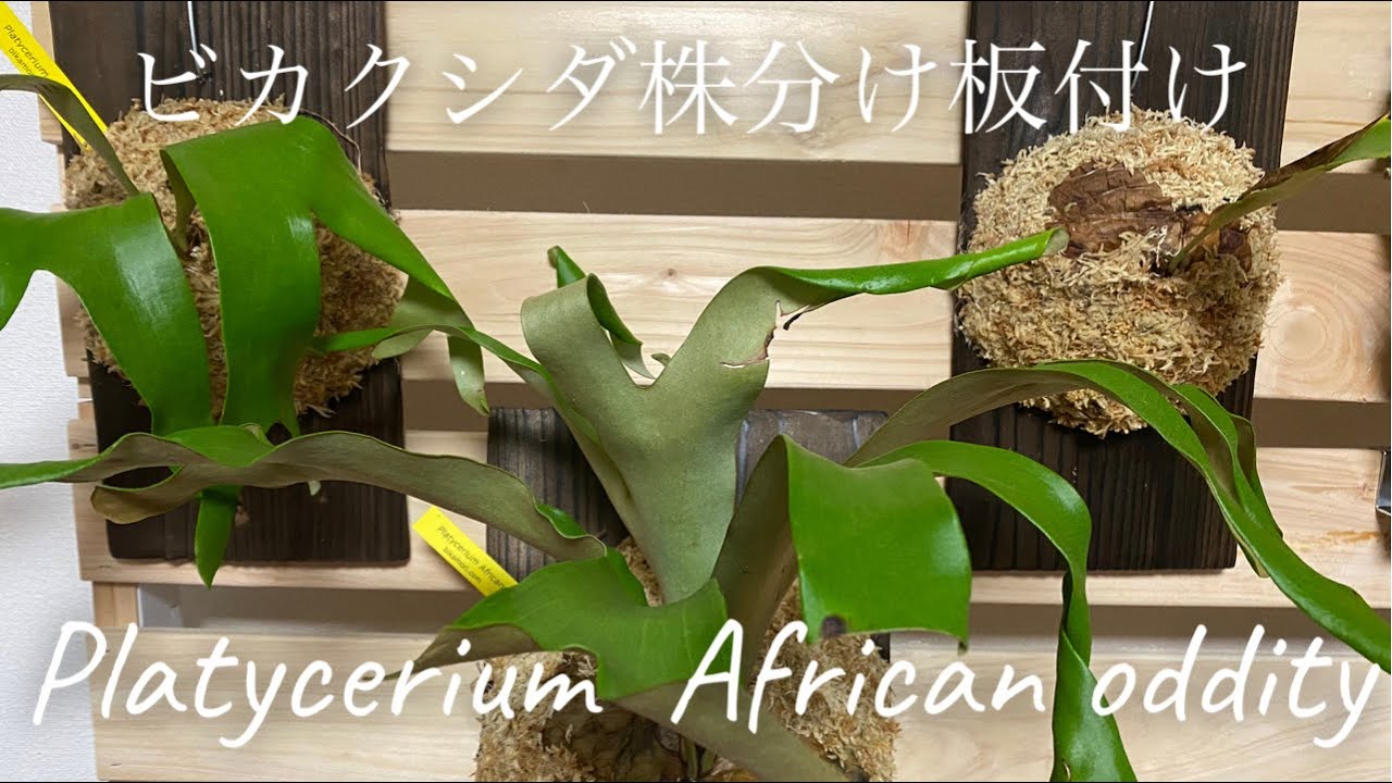ビカクシダ アフリカン オディッティーの株分け、板付けをしたよ