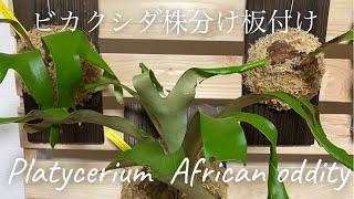 ビカクシダ アフリカン オディッティーの株分け、板付けをしたよ