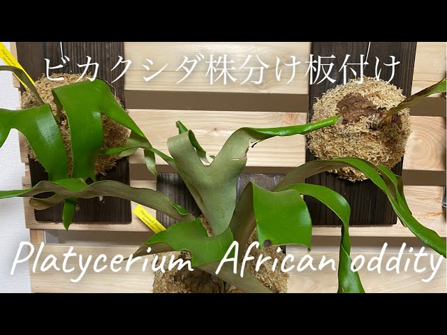 ビカクシダ アフリカン オディッティーの株分け、板付けをしたよ