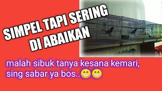 cara merawat kacer bahan agar cepat bunyi