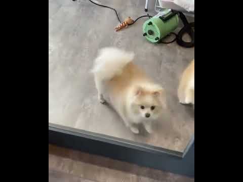 Clever puppeis wow