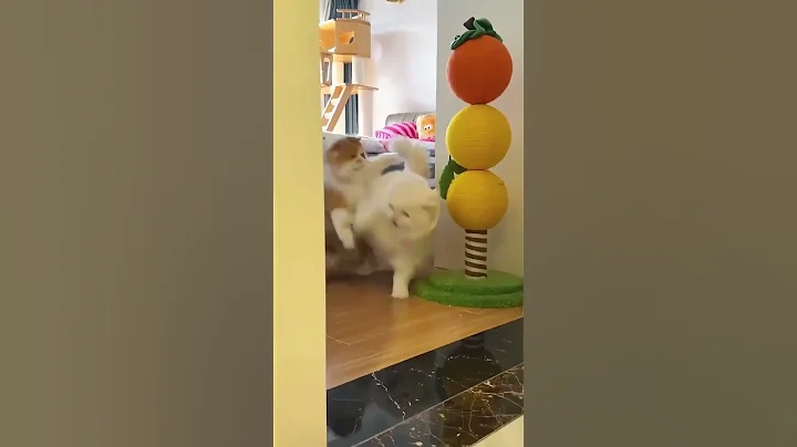 Watch the video about #catvideos #short #shortvideo