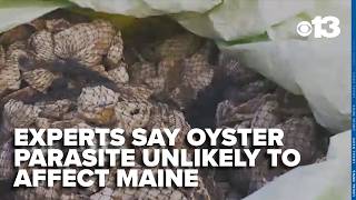 Experts say Canadian oyster parasite outbreak unlikely in Maine
A parasitic disease spreading through oyster farms in Canada is raising questions about whether Maine could be next.
For more on this story, visit: https://bit.ly/3SpoPcO
CBS13 is On Your Side with local Maine news, sports, and weather. WGME CBS13 is a Maine-based television station and a CBS affiliate owned and operated by Sinclair Broadcast Group.
Follow us on our other social media platforms:
Facebook: https://www.facebook.com/WGME13
X: https://x.com/WGME
Instagram: https://www.instagram.com/wgme/
TikTok: https://www.tiktok.com/@cbs13.fox23
Find more news here: https://wgme.com/
#Portland #Maine #Mainenews #portlandnews #Environment #Health #Fishing #Food Experts say Canadian oyster parasite outbreak unlikely in Maine