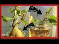 10 restos de frutas y verduras que vuelven a crecer después de usarlos