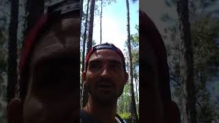 Bumping Deer Hear Them Blow