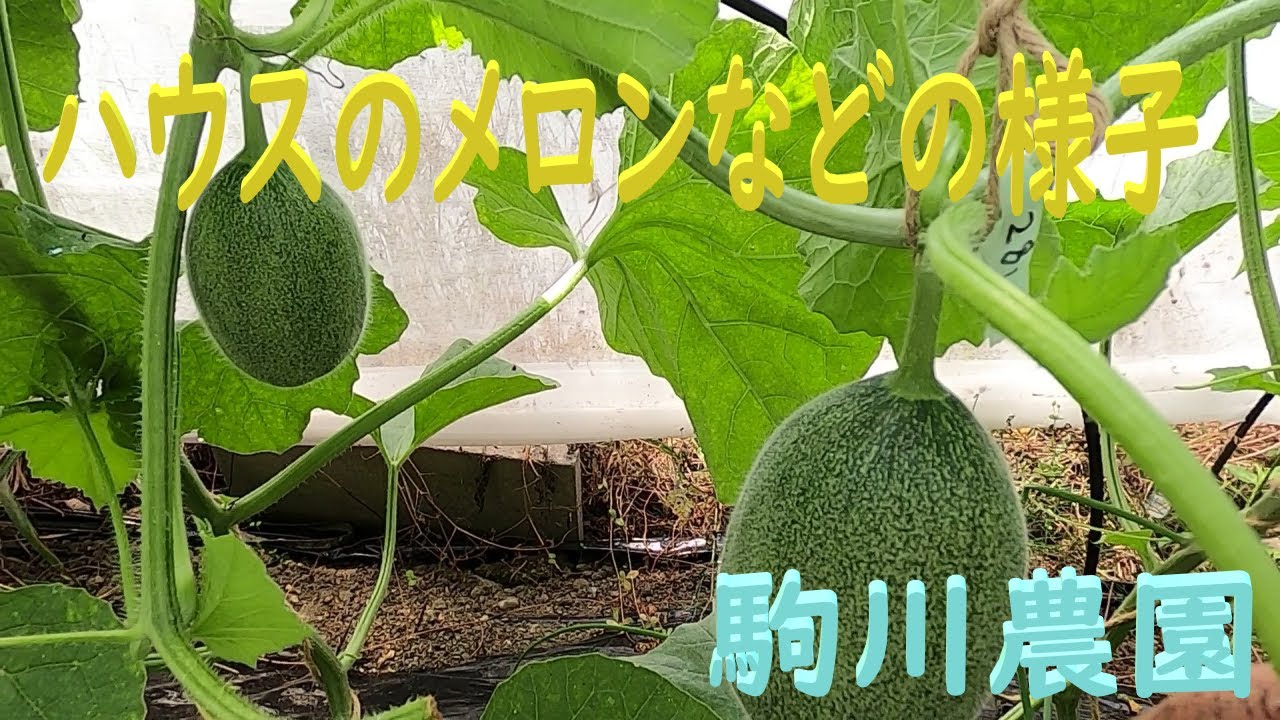 ハウスメロンなどの様子 駒川農園 23.6.14 - YouTube