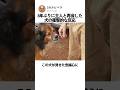 8年ぶりに主人と再会した犬の衝撃的な反応