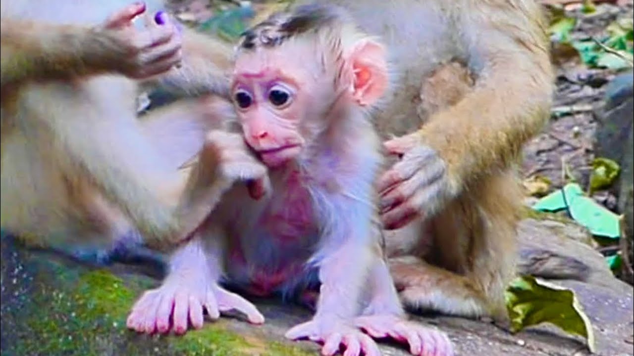so cute baby monkey lovely mom monkey so cute 