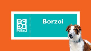 Barkworthy Facts About Borzoi Puppies