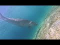 Dugong in Coron #travelling #travel #travelvlog #freedive #freediving #freediverlife #freediver