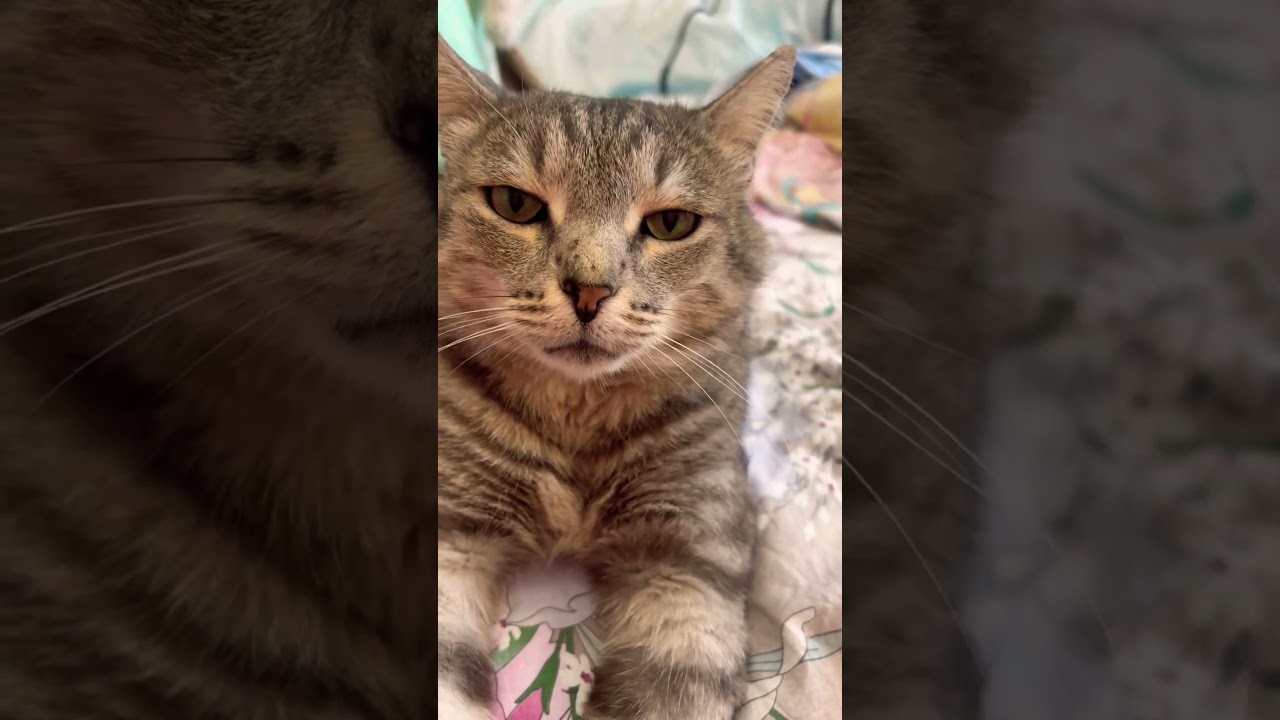 Кот обалдел от моей наглости🫣 